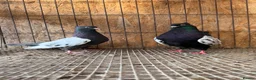Pigeons birds for sale: IMPORTED IRANIAN SINEH PIGEONS - Advert 22