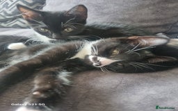 Domestic Shorthair cats for sale: three male kittens  - Image 6