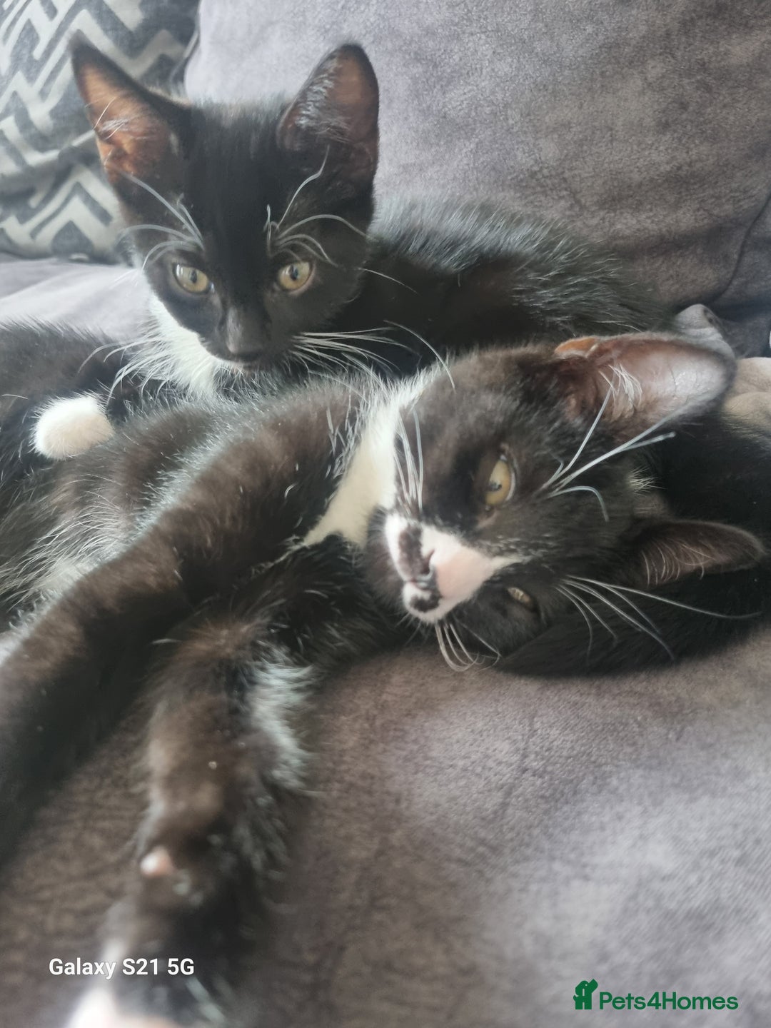 Domestic Shorthair cats for sale: three male kittens  - Image 6
