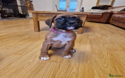 Boxer dogs for sale: FINAL PUP (PINK), READY TO GO KC reg bobtail boxer - Advert 15
