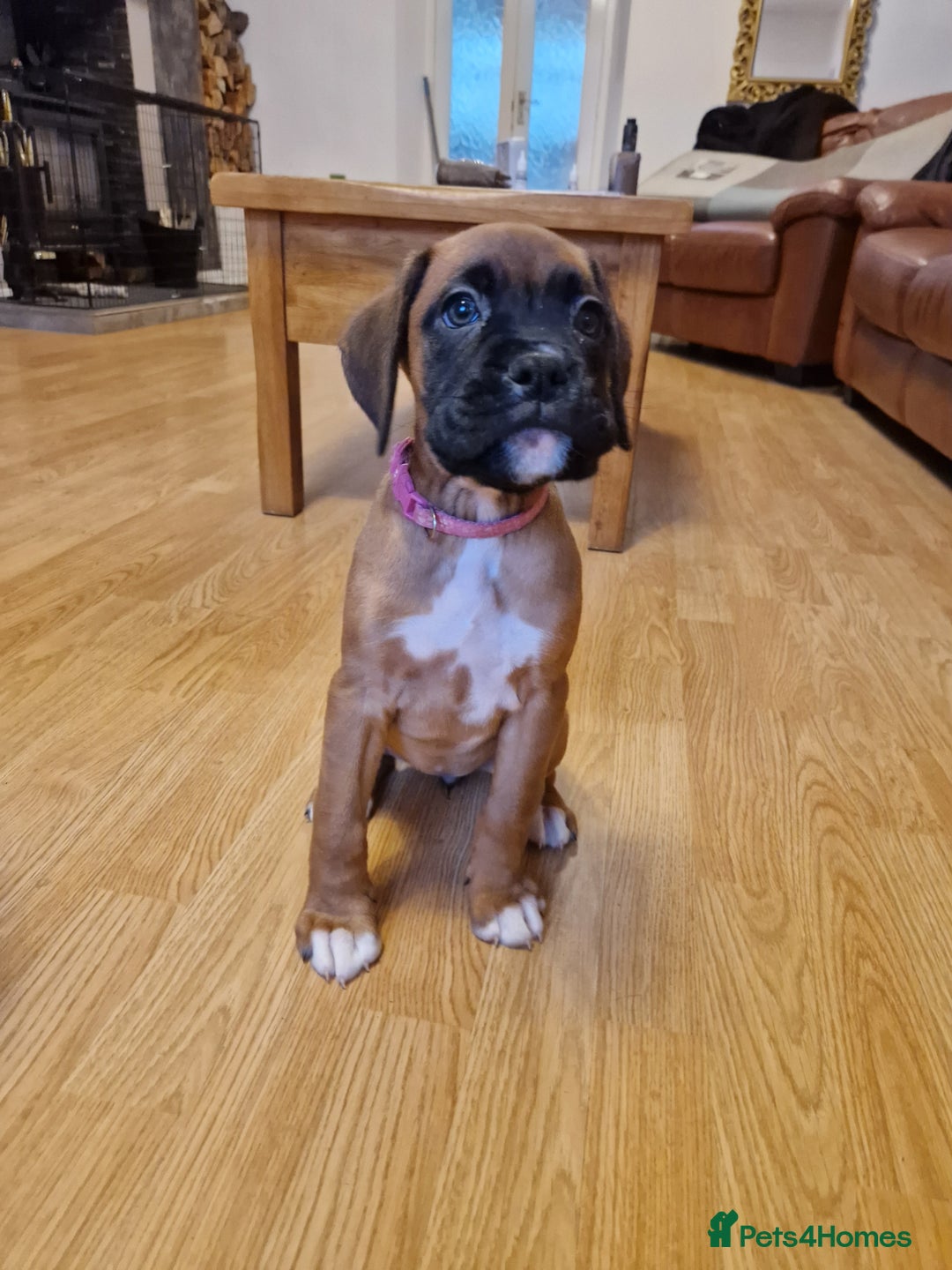 Boxer dogs for sale: FINAL PUP (PINK), READY TO GO KC reg bobtail boxer - Advert 15