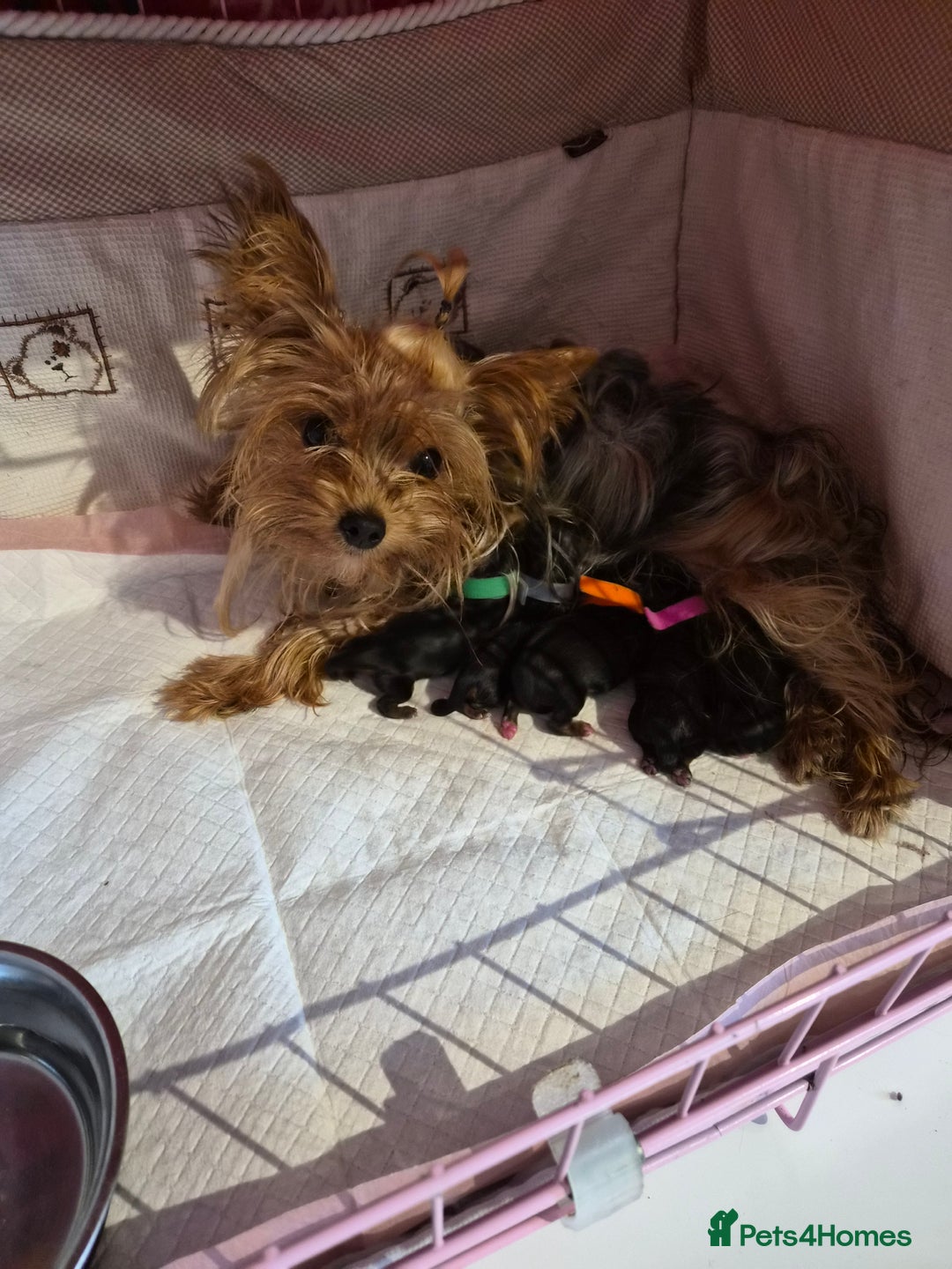 Yorkshire Terrier dogs for sale: 💝Beautiful Miniature Babies from 250g💝 - Image 34