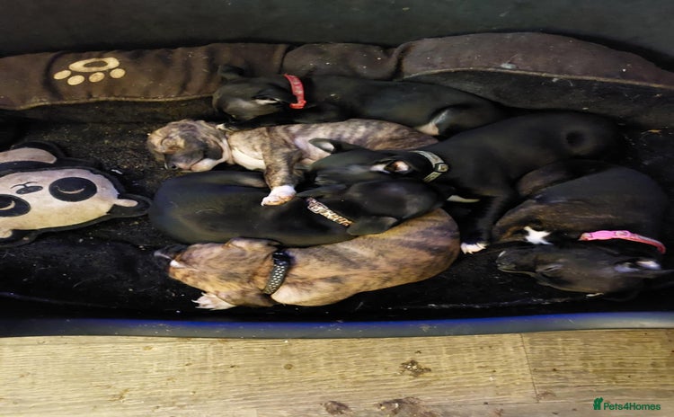 Mixed Breed dogs - Advert 1