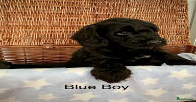 Cockapoo dogs - Advert 2