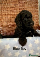 Cockapoo dogs - Advert 2