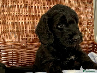 Cockapoo dogs - Advert 2