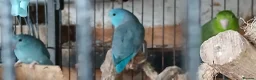 Mixed Breed birds for sale: Parrotlets Celestial  Parrotlets  - Advert 10