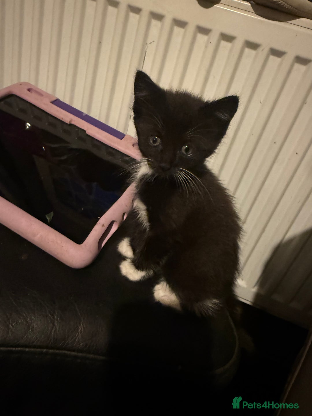 Mixed Breed cats for sale: tuxedo ghost tabby kittens - Image 16