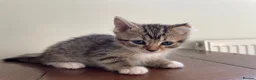 Mixed Breed cats for sale: Kittens looking for loving homes - Advert 3