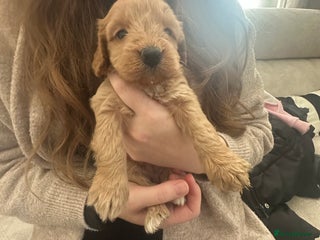 Cockapoo dogs - Advert 3