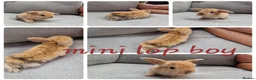 Mini Lop rabbits for sale: Mini lop babies available for reserve  - Advert 7