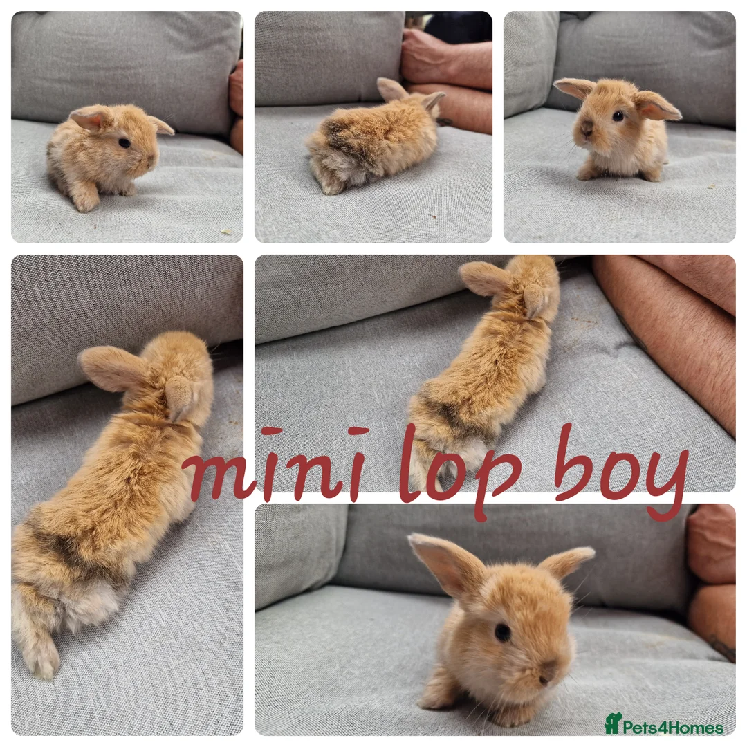 Mini Lop rabbits for sale: Mini lop babies available for reserve  - Advert 7