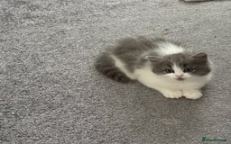 Siberian cats for sale: Siberian cross - Image 3