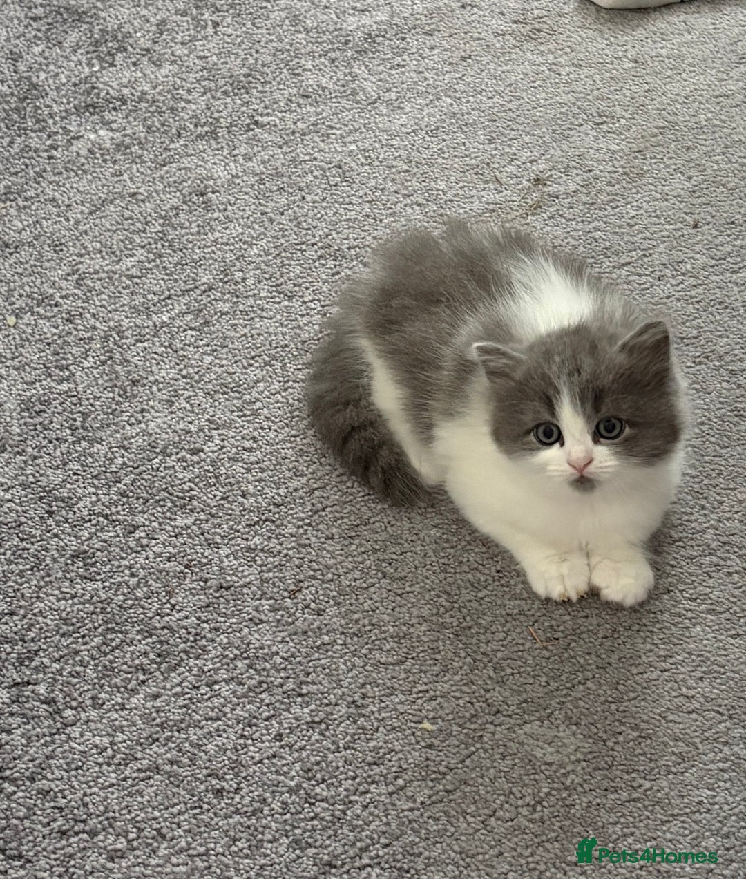 Siberian cats for sale: Siberian cross - Image 3