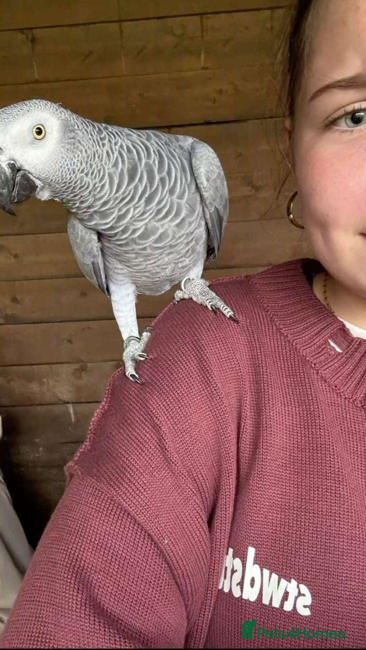 Parrots birds Male and female congo African Grey Parrots - Advert 1