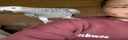 Parrots birds for sale: Male and female congo African Grey Parrots in Southampton - Advert 1