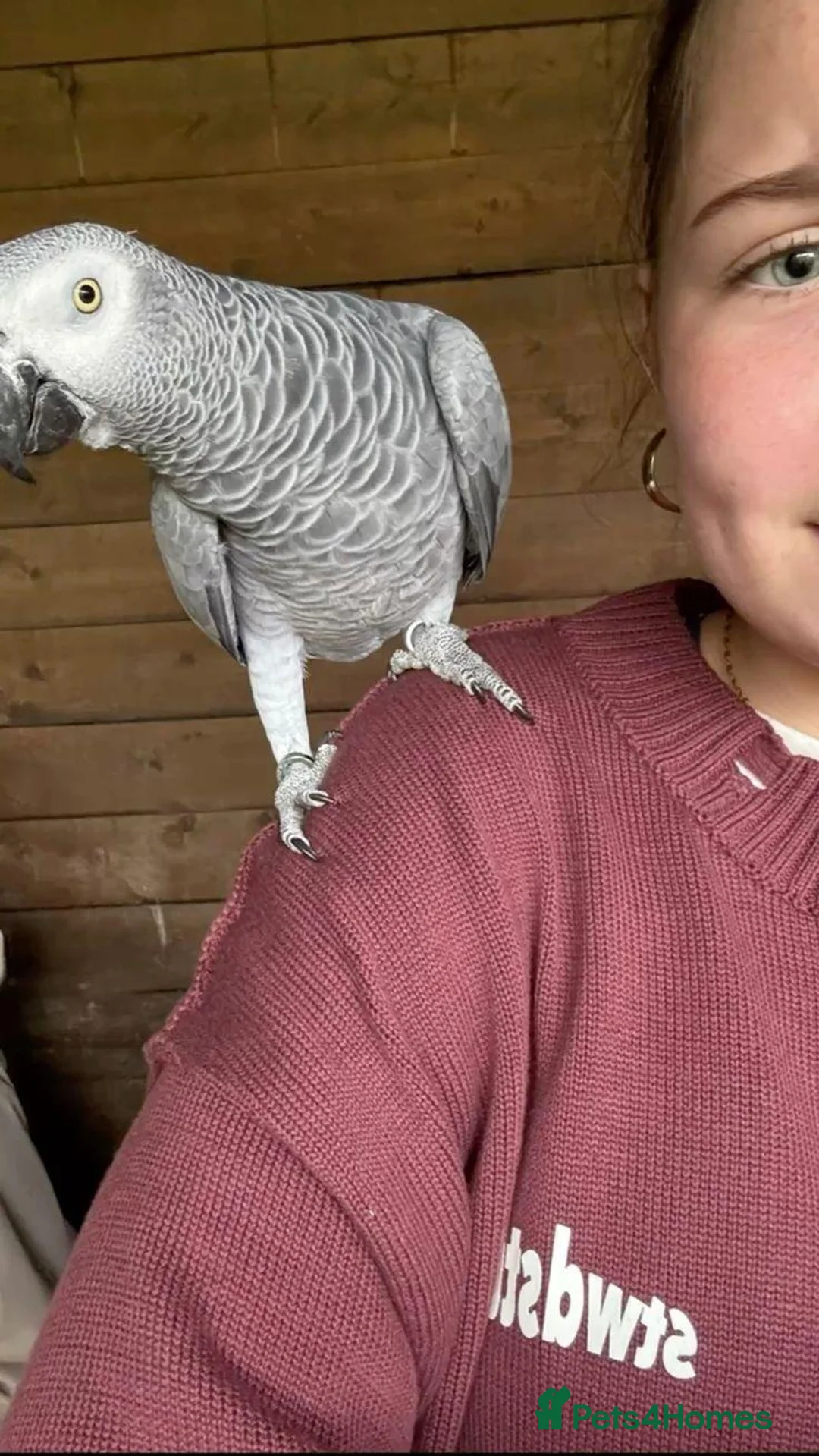 Parrots birds for sale: Male and female congo African Grey Parrots in Southampton - Advert 1