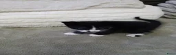 Mixed Breed cats for sale: Adorable tuxedo kittens  - Advert 2