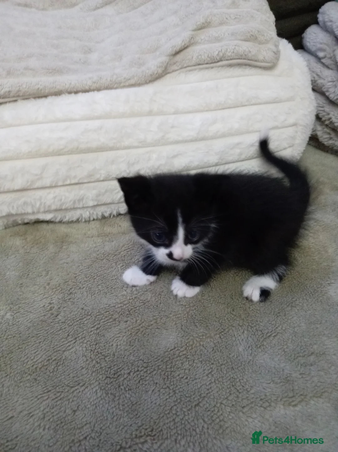 Mixed Breed cats for sale: Adorable tuxedo kittens  - Advert 2