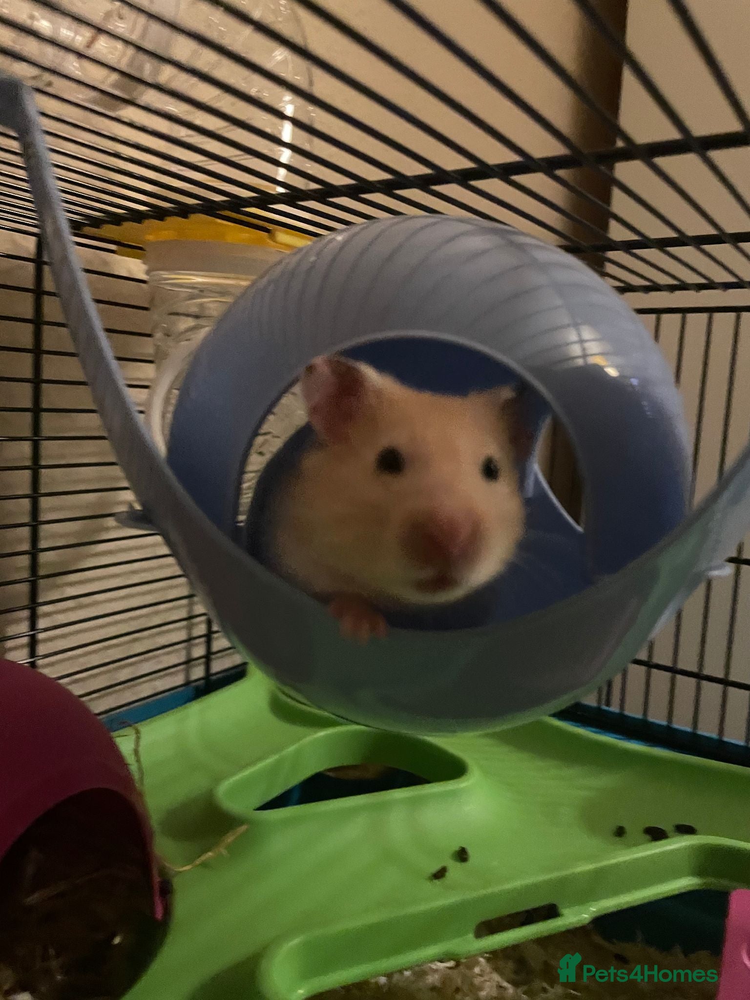 Hamster rodents Syrian Hamster for Sale - Advert 4