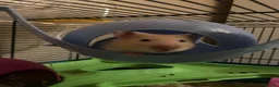 Hamster rodents for sale: Syrian Hamster for Sale in Orpington - Advert 1