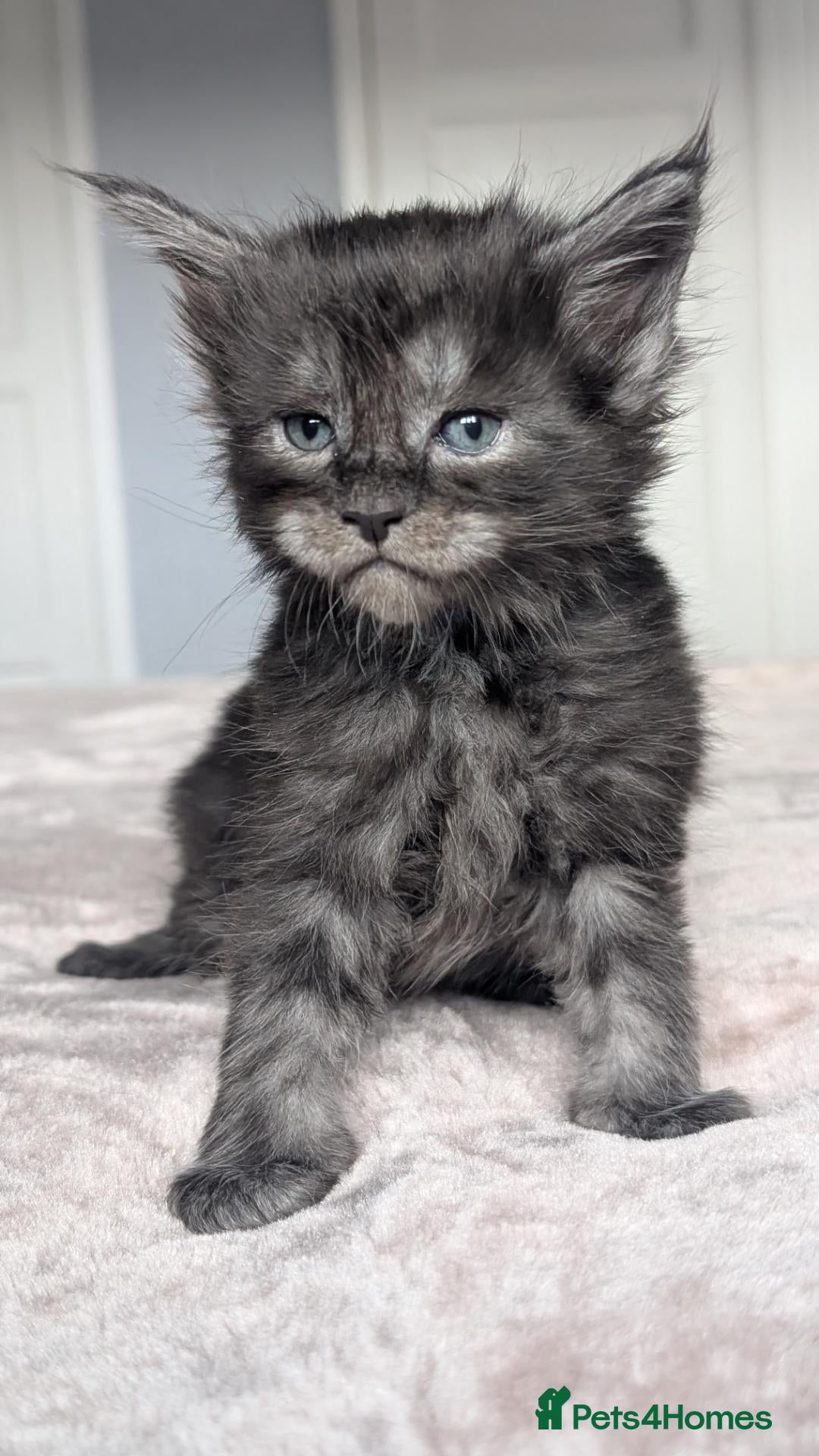 Maine Coon cats Black&Black Smoke Tica registered  - Advert 2