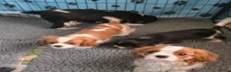 Cavalier King Charles Spaniel dogs for sale: Only 3 puppies left ,1 tri and 1x blenheim girls - Advert 6