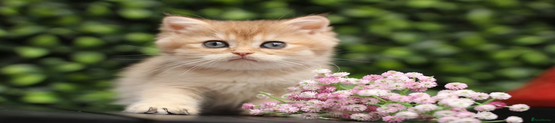British Shorthair Kitten 2