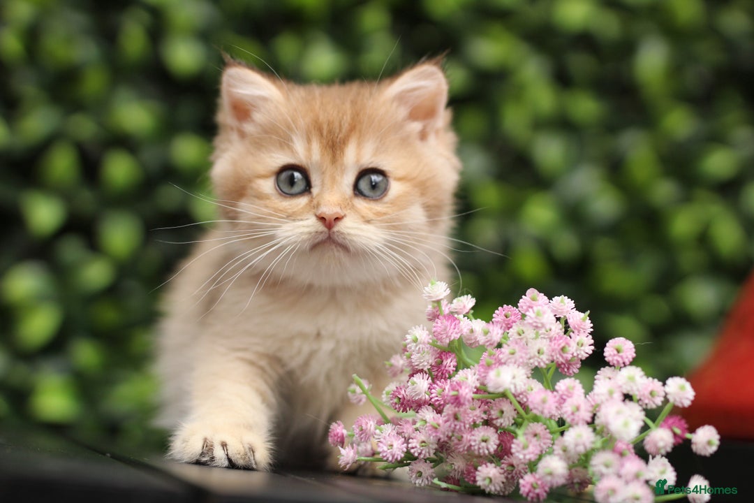 British Shorthair cats for sale: Gorgeous Golden & Blue Golden. Ready now! - Image 4