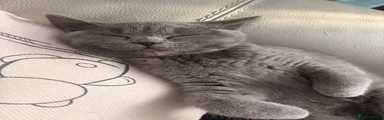 British Shorthair 7