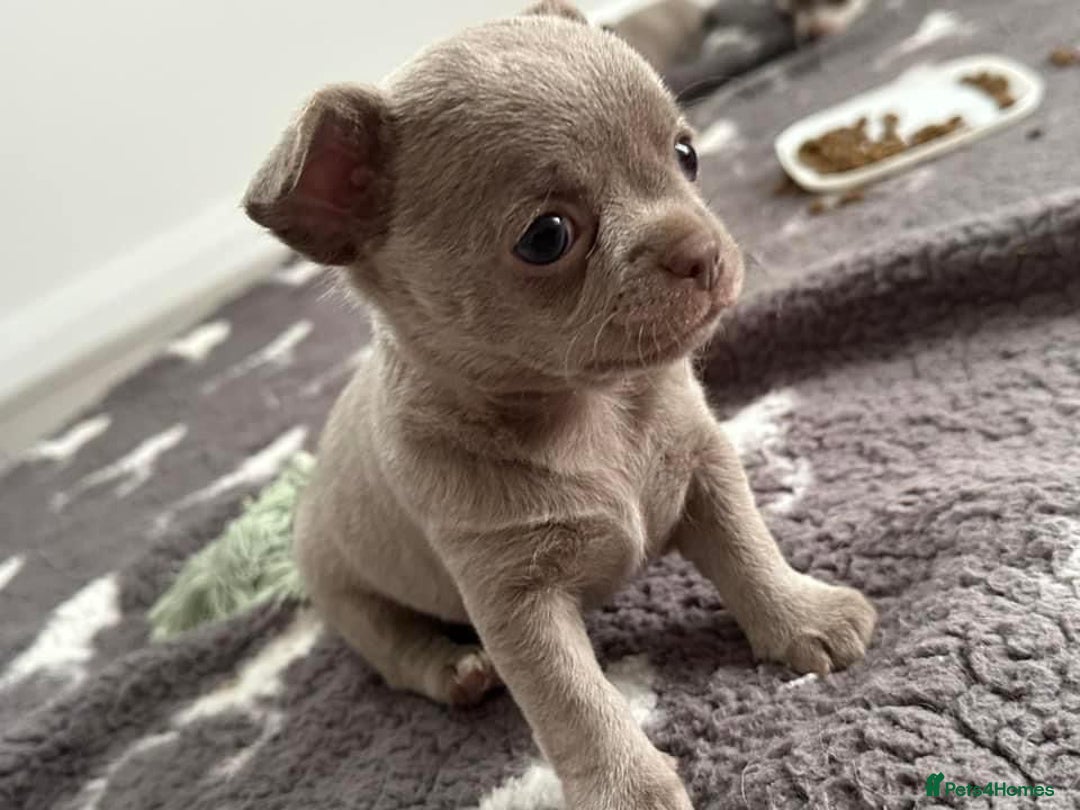 Chihuahua dogs for stud: KC lilac stud in Dagenham - Advert 11