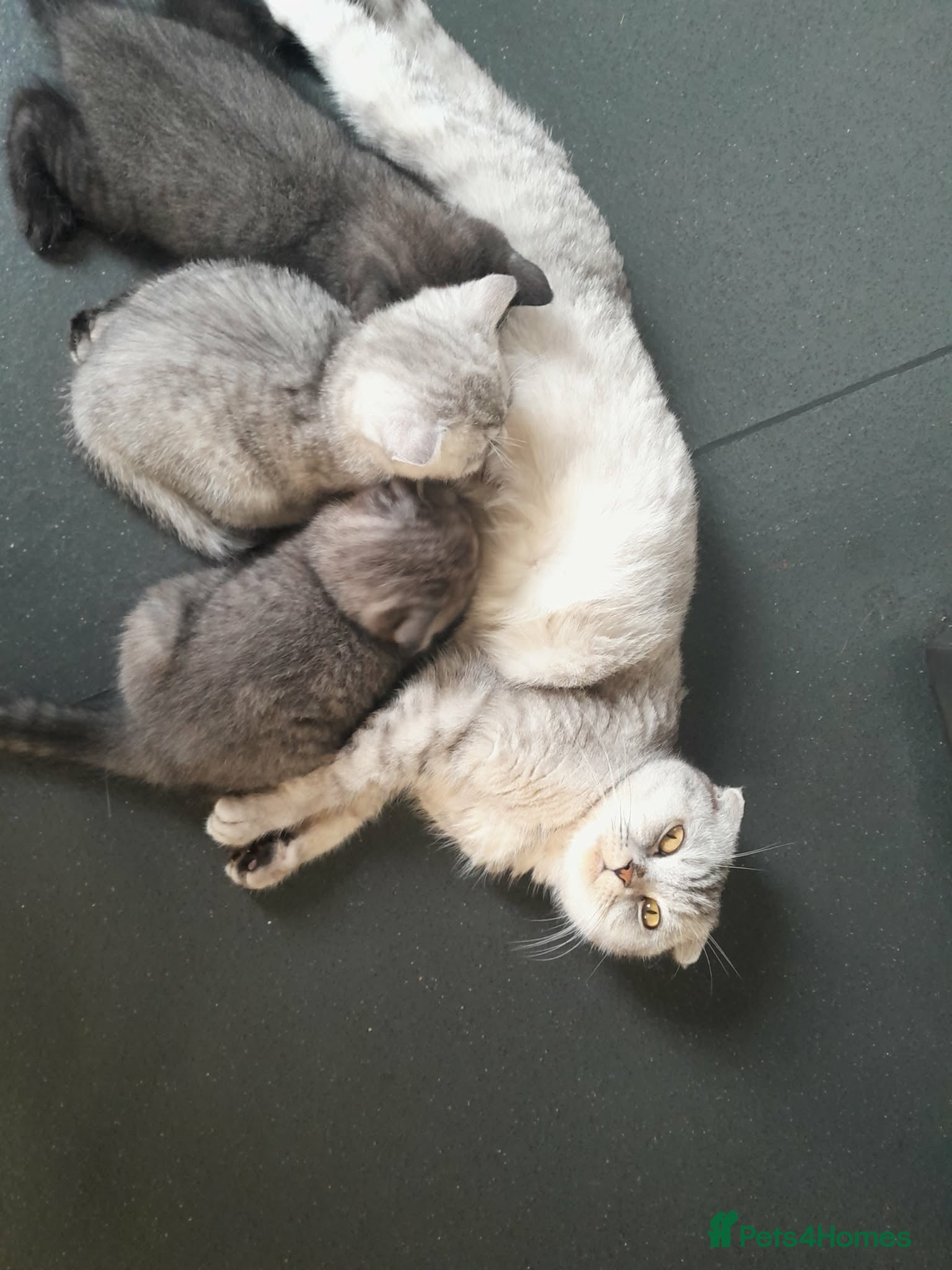 Scottish Fold cats Scottish fold kittens  - Advert 1