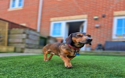 Mixed Breed dogs for sale: Albie - Image 6