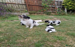 Mixed Breed dogs for sale: Jack Russel x pomeranian - Image 12