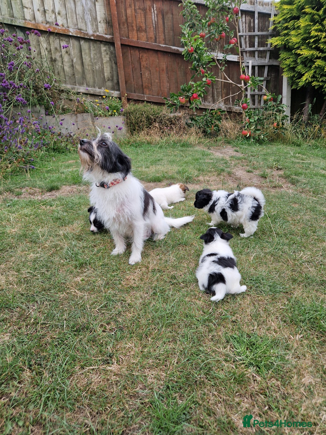 Mixed Breed dogs for sale: Jack Russel x pomeranian - Image 12