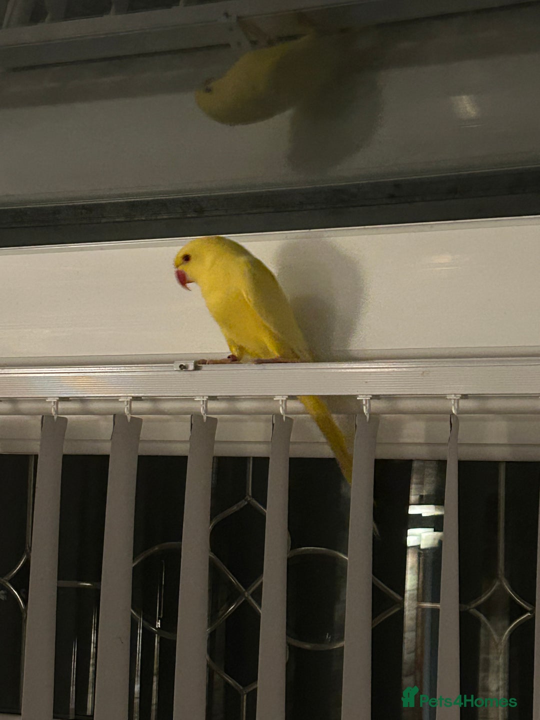 Budgerigars birds for sale: Pair of Indian Ringneck Parrots- White & Yellow - Image 4