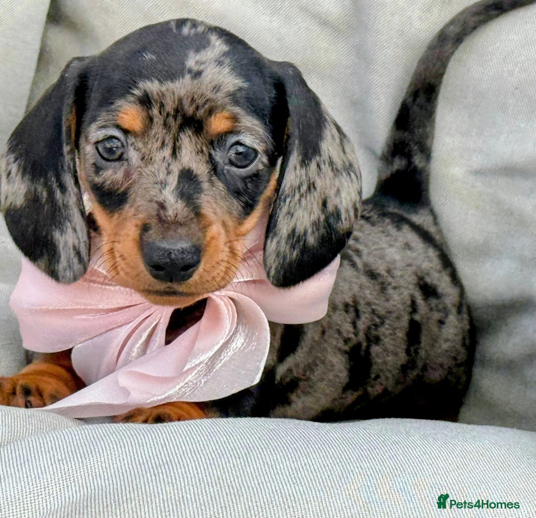Miniature Dachshund dogs for sale: KC Reg Miniature Smooth Haired Dachshund Puppies - Image 2