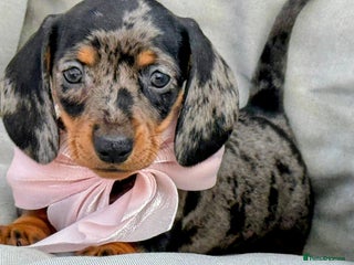 Miniature Dachshund dogs - Advert 3