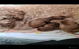 Cavapoo dogs for stud: Extensively Health Tested Deep Red Tiny Toy Poodle in Mansfield - Image 9