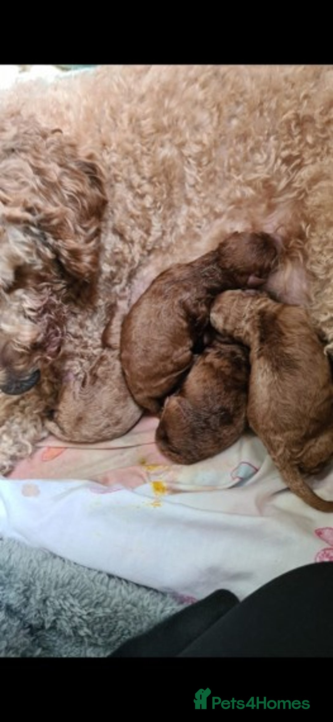 Cavapoo dogs for stud: Extensively Health Tested Deep Red Tiny Toy Poodle in Mansfield - Image 9