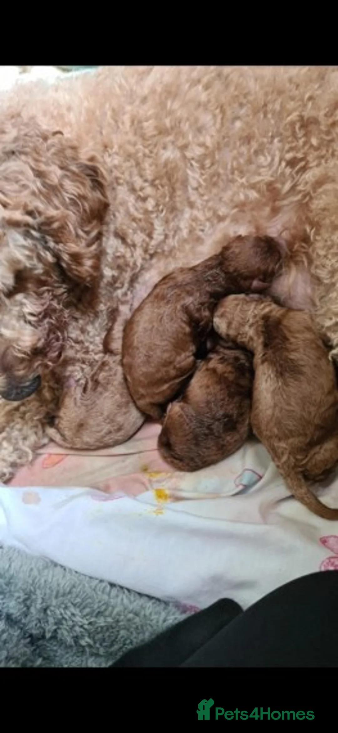 Cavapoo dogs for stud: Extensively Health Tested Deep Red Tiny Toy Poodle in Mansfield - Advert 9