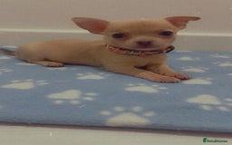 Chihuahua dogs for sale: Beautiful girl grey and black Chihuahua puppy - Image 17