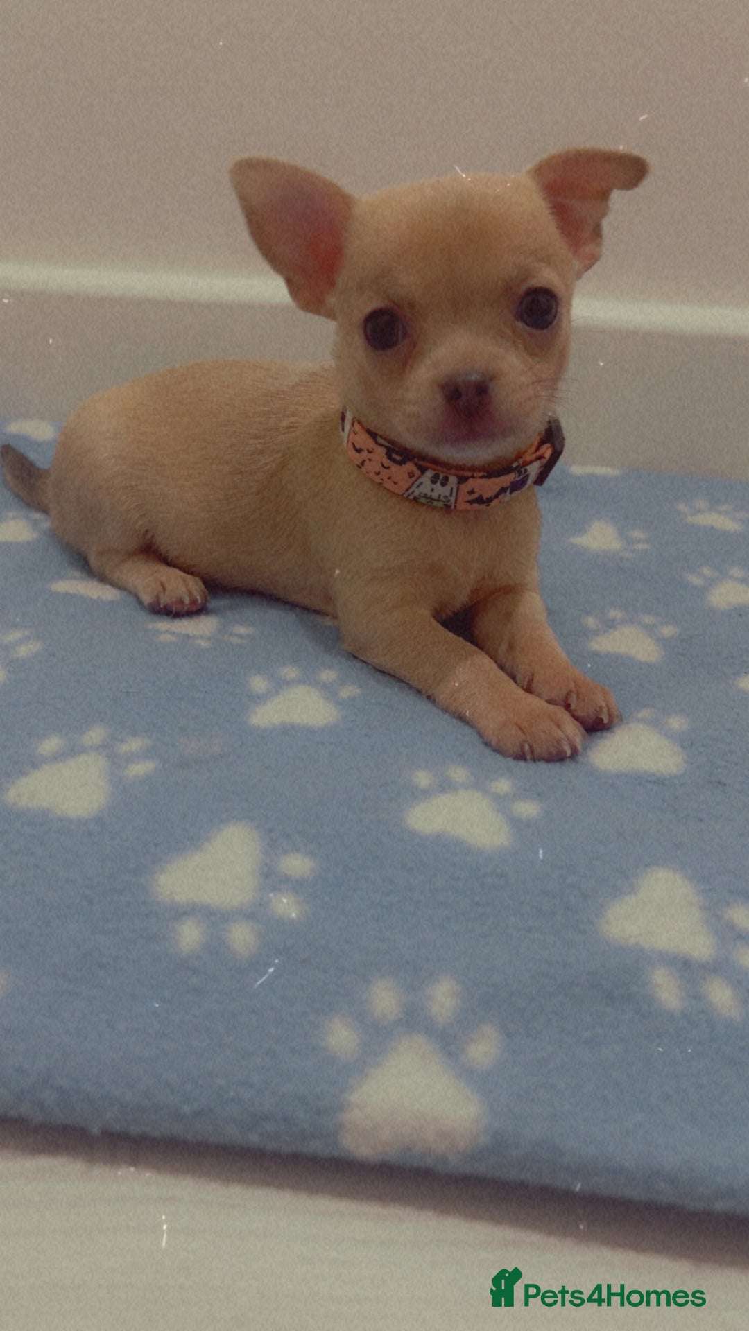 Chihuahua dogs for sale: Beautiful girl grey and black Chihuahua puppy - Image 17