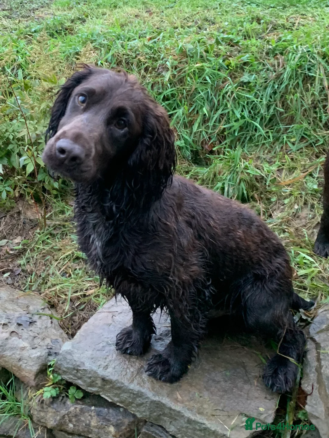 Cocker Spaniel dogs for stud: Boris (Bryn Rhos Major) for stud in Ammanford - Advert 7