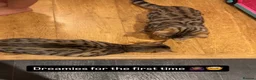 Bengal cats for sale: Beautiful Kittens ready for forever homes. - Advert 9