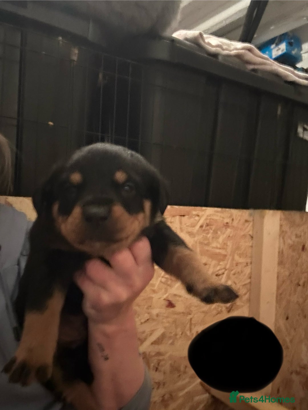Rottweiler dogs for sale: Kc reg. Rottweiler pups. Ready 17 Jan - Advert 5