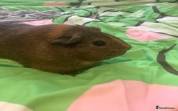 Guinea Pig rodents for sale: One female Guinea pig for sale - Image 1