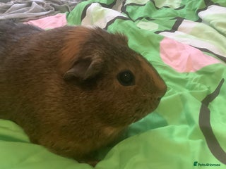 Guinea Pig rodents - Advert 33