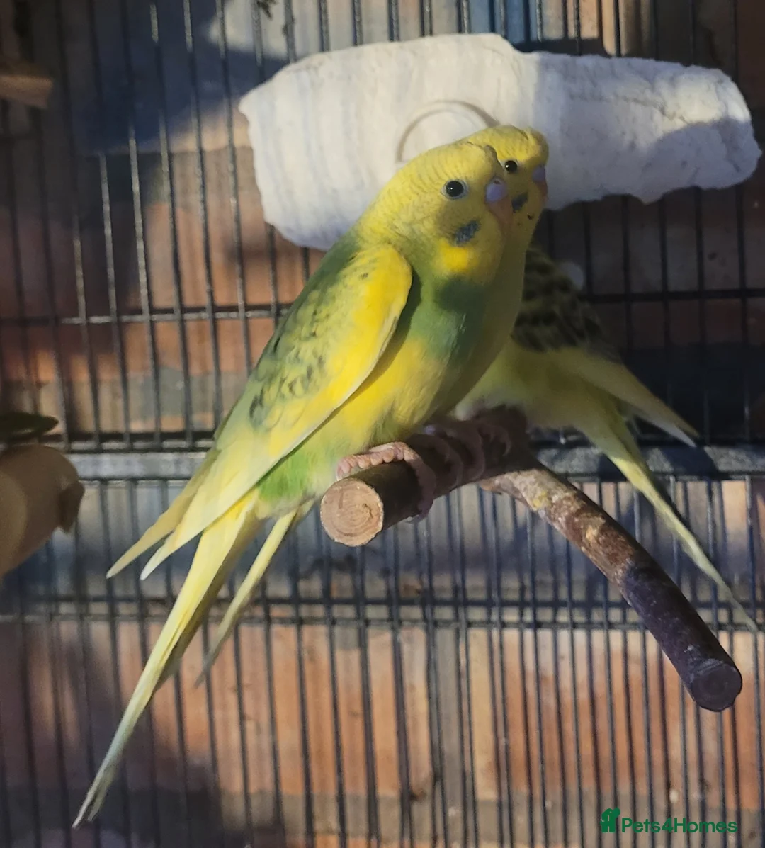 Budgerigars birds for sale: Baby Budgies (no offers) - Advert 5