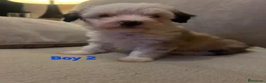 Maltipoo Puppy 2